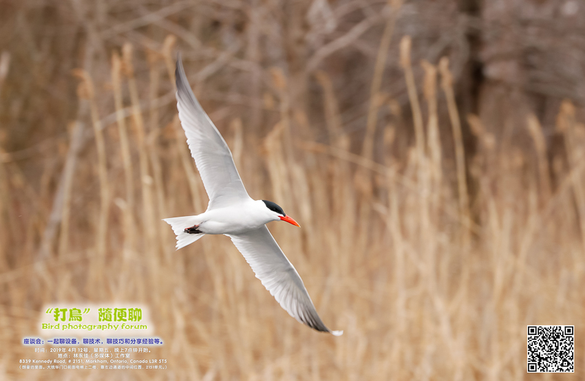 Bird photography forum B