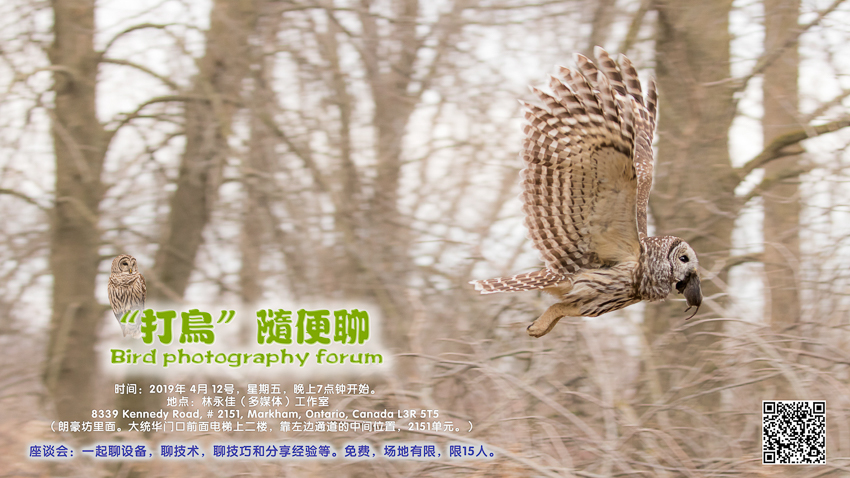 Bird photography forum C