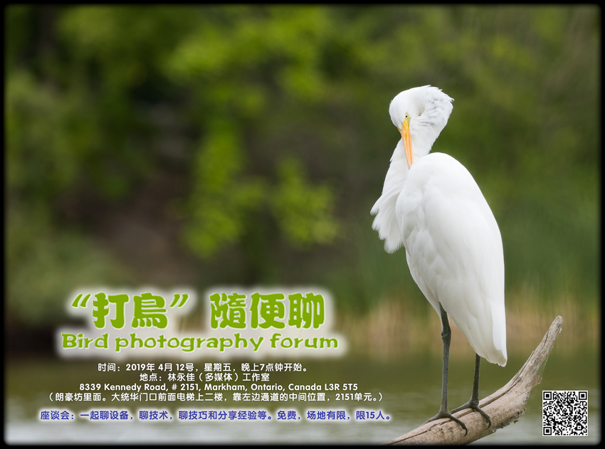 Bird photography forum D